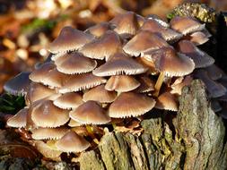 Fall Mushrooms Strain