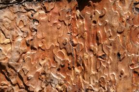 Pattern Structure Wood drawing