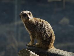 Beautiful, cute and colorful suricate, among the plants, in Africa