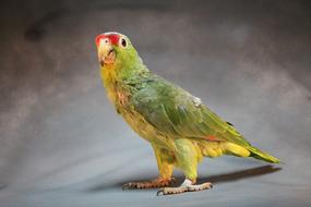Beautiful and colorful macaw parrot, at grey background
