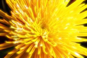 flower chrysanthemum floral spring