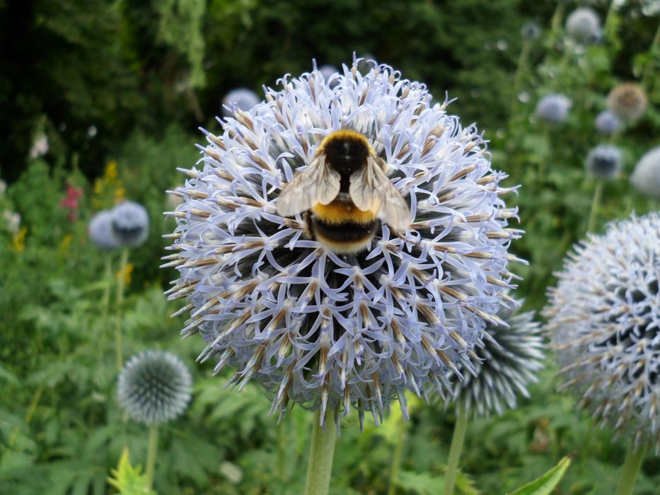 big bumblebee on a fluffy flower