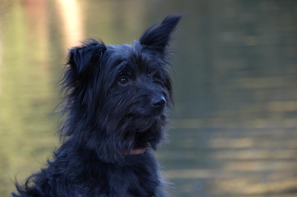 black puppy on the shore of the pond