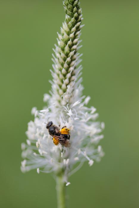 charming Insect Plantain