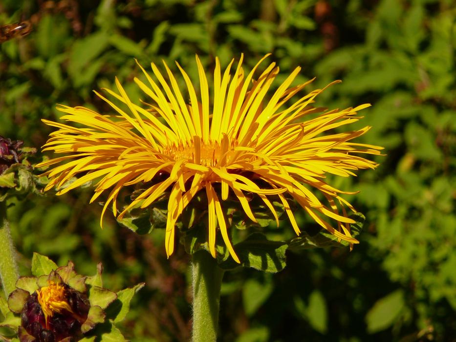 Flower Cottbus Sunflower