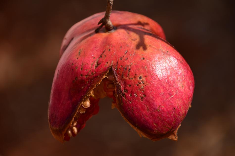 Pomegranate Autumn Red
