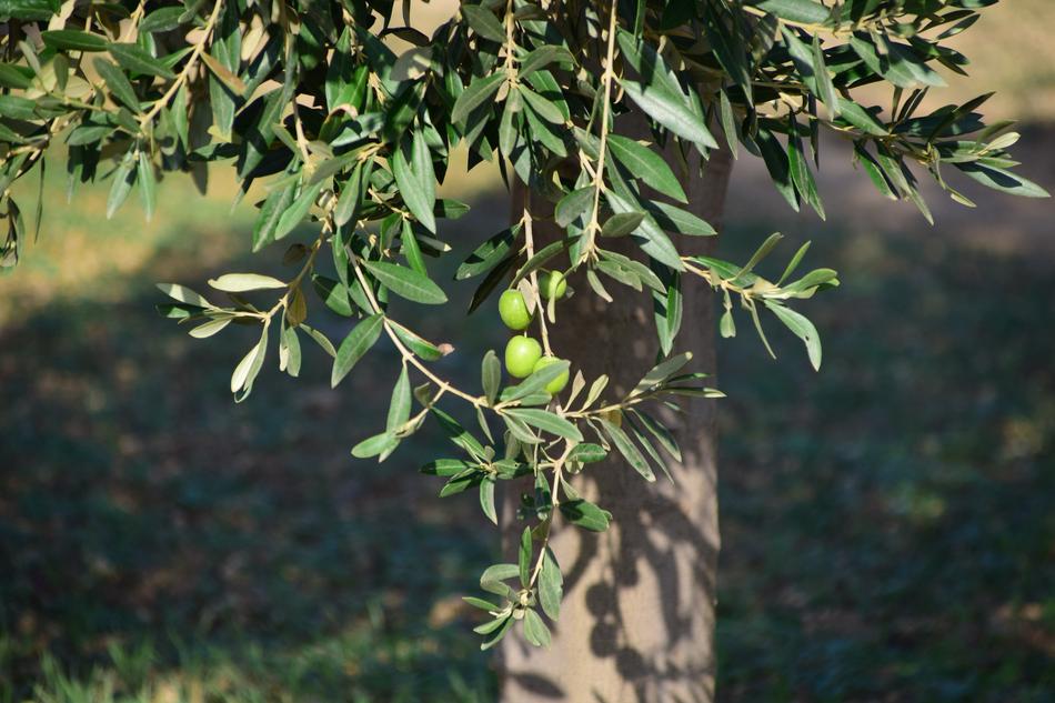 Natural Olive Tree