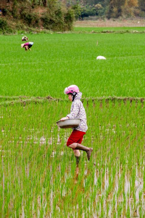 Mai Chau Vietnam Paddy Farmer'S