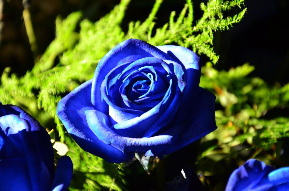 blue roses in the garden