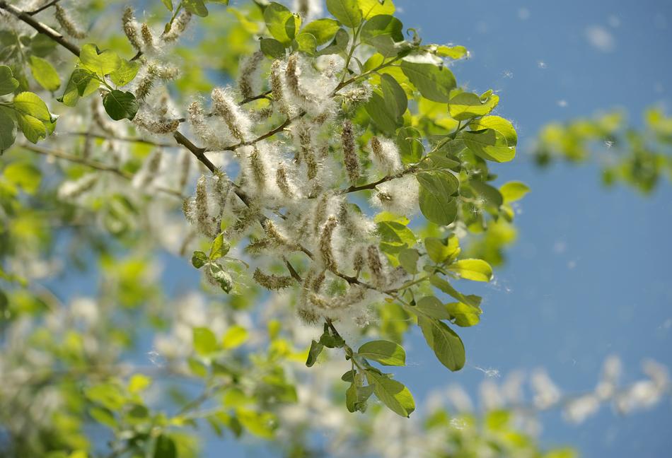 Poplar Tree Garden