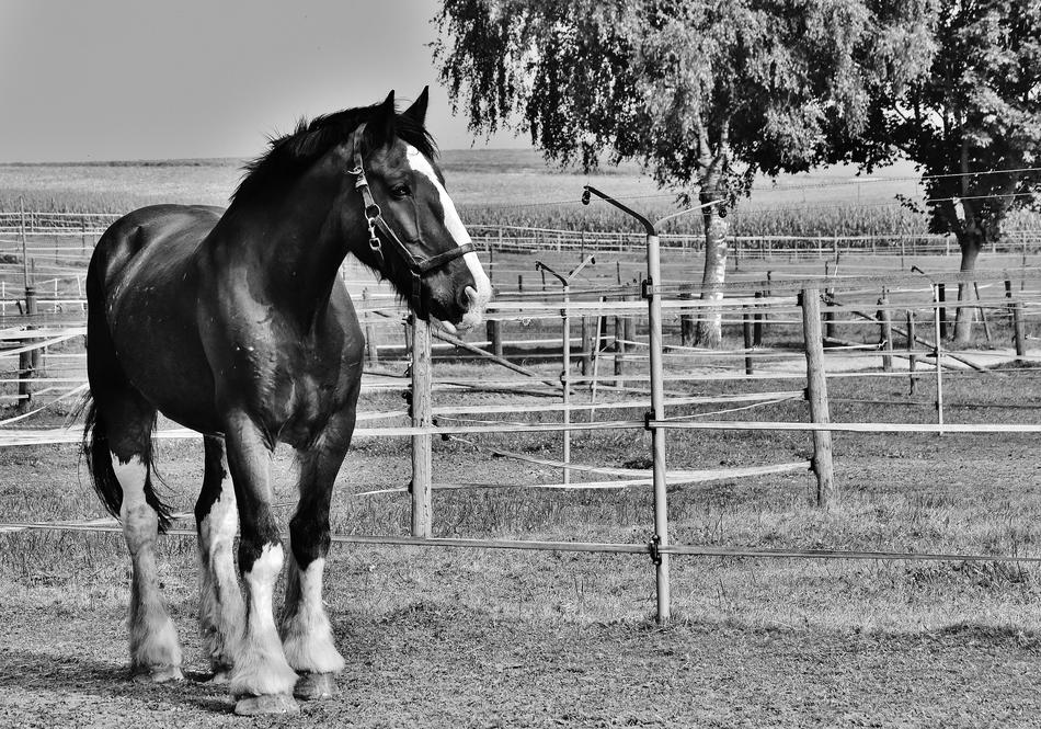 monochrome, shire horse at the ranch