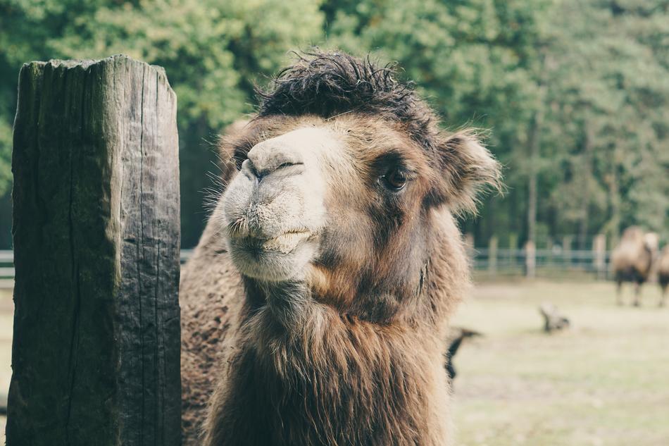 Camel Captivity Wood