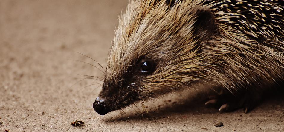 the hedgehog found a bug