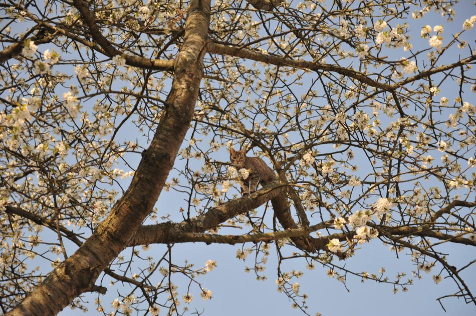 cat on the tree in spring