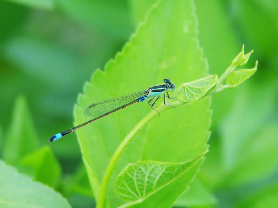 river dragonfly on a tree leaf