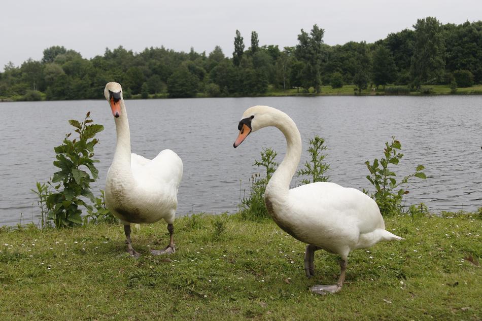 geese walking by the pond