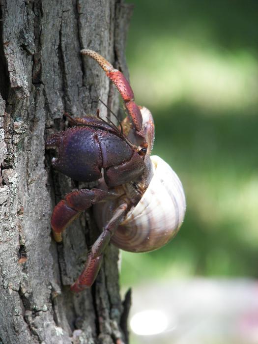 hermit crab on the tree