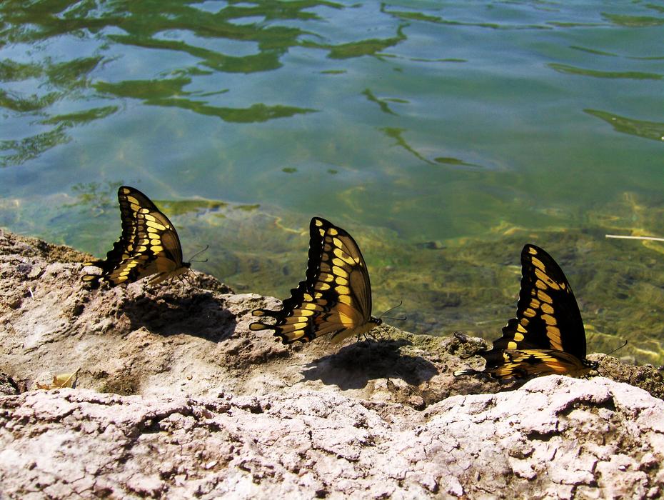 Butterflies Water Pond