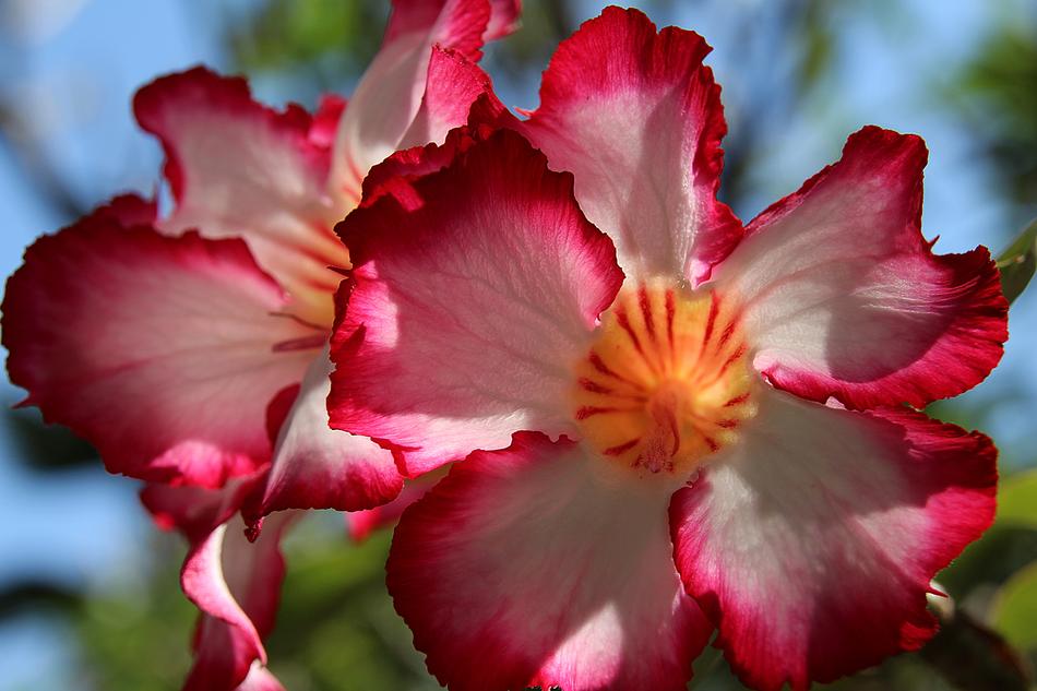 Impala Lily Chalice