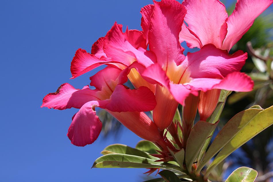 Impala Lily Chalice