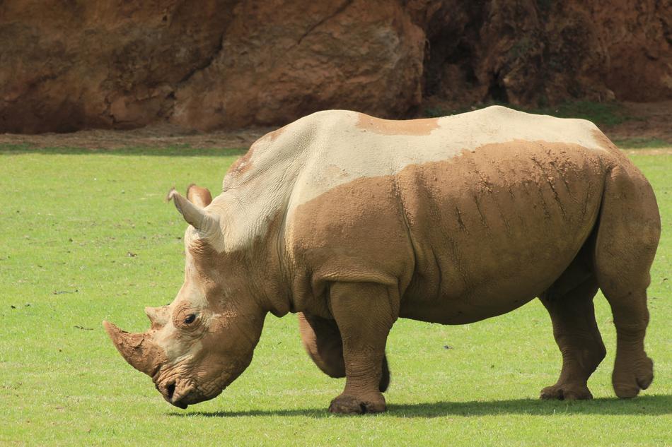 Animals Rhino Zoo
