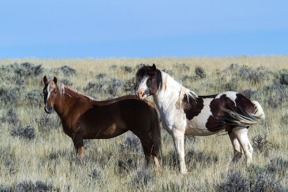 cute horses on the farm