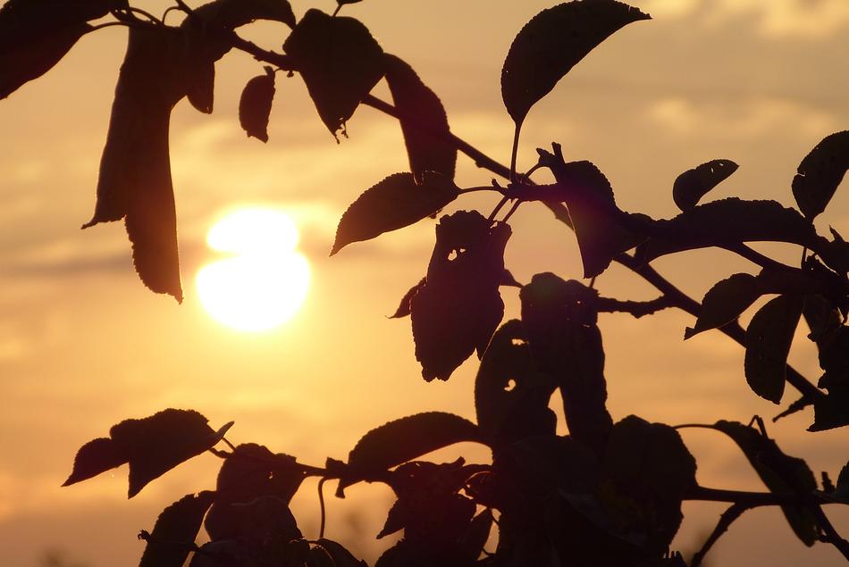 leaves at Sunset light