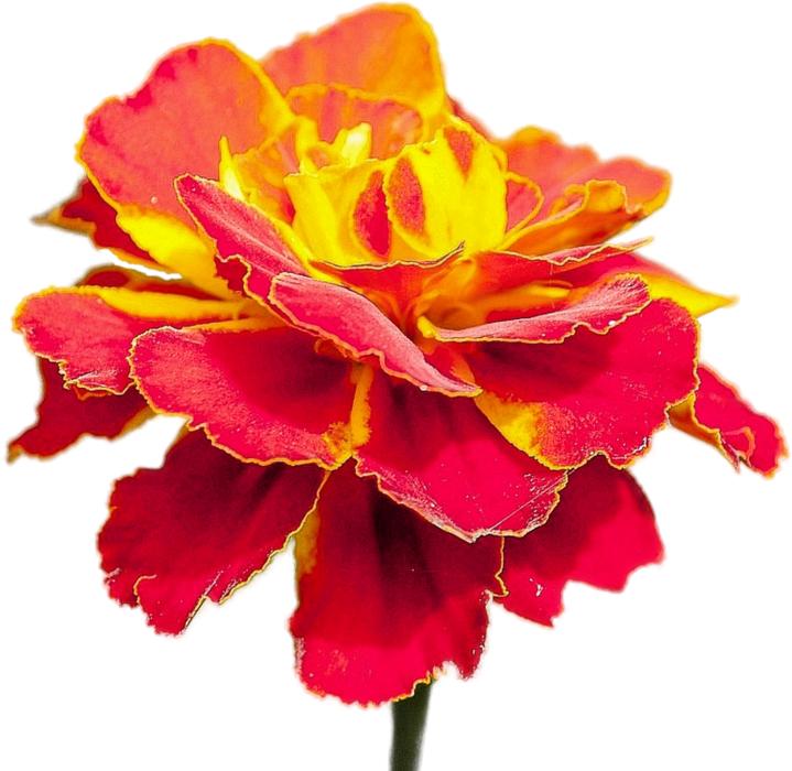 Isolated Flower Gelbrot