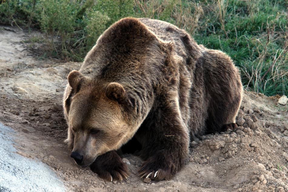 wild grizzly bear in the zoo