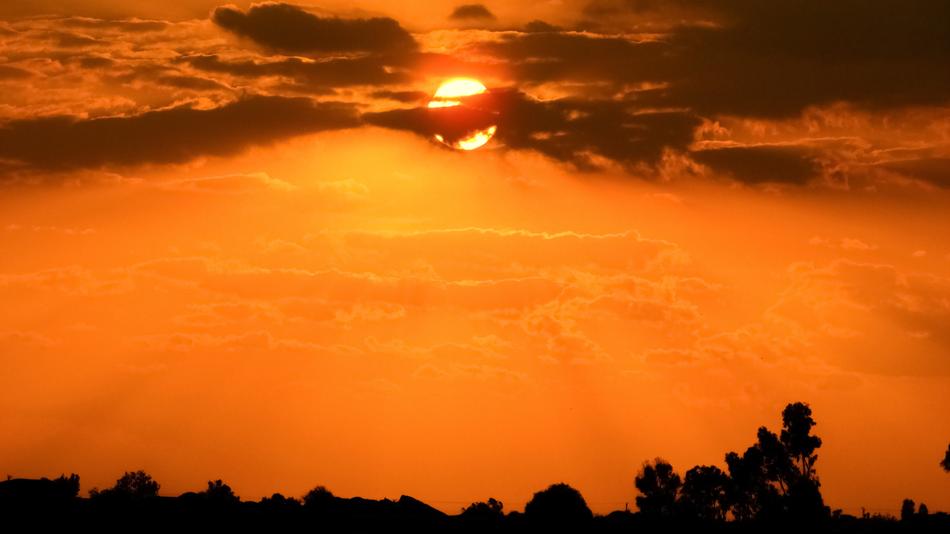 evening sunset silhouette of trees
