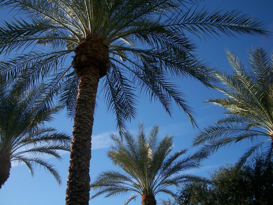 Canary Island Date Palm Tree