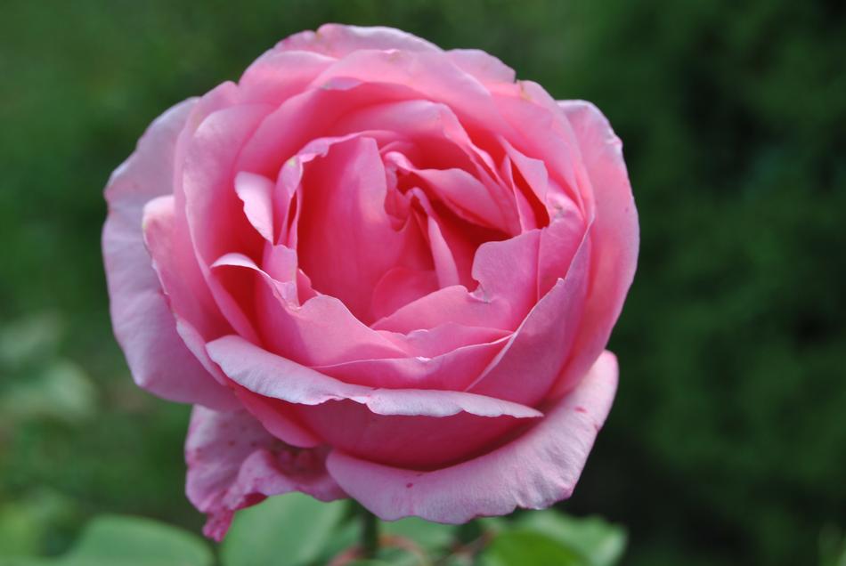 Flower Rose Plant