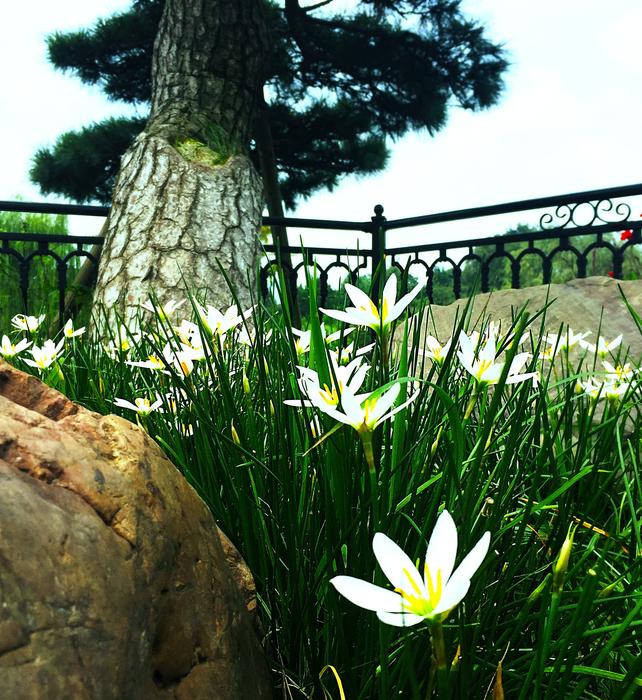 landscape on flowers in the park