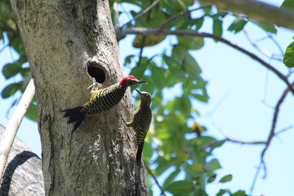 Woodpecker Hispaniolan