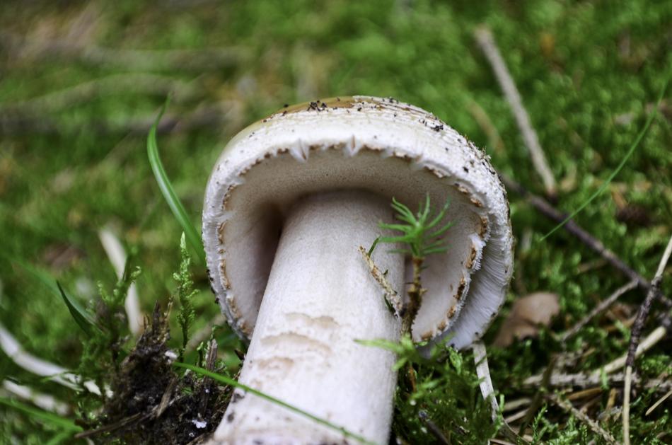 Mushroom Forest Nature