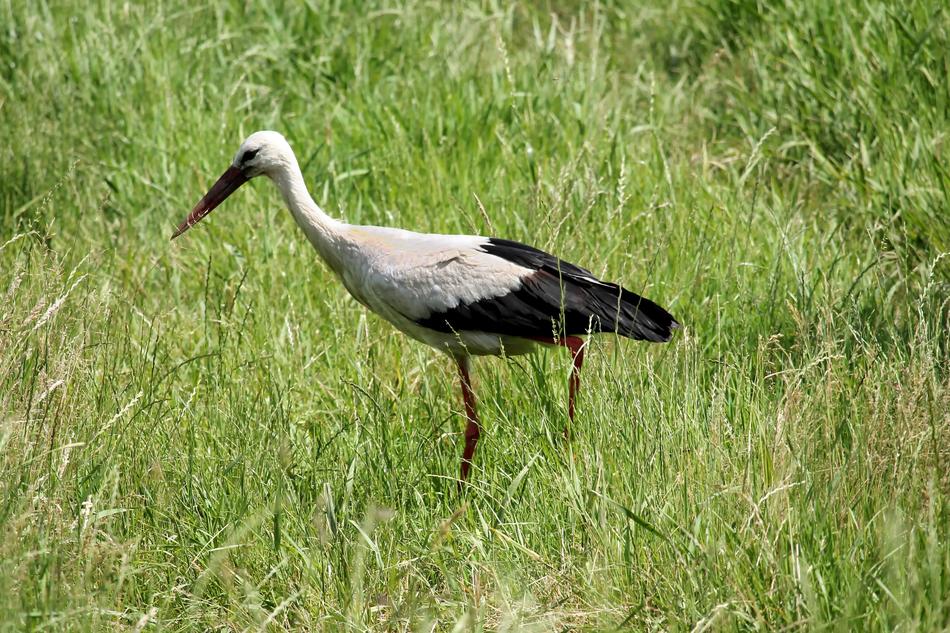 eastern Stork in the grass on a sunny day