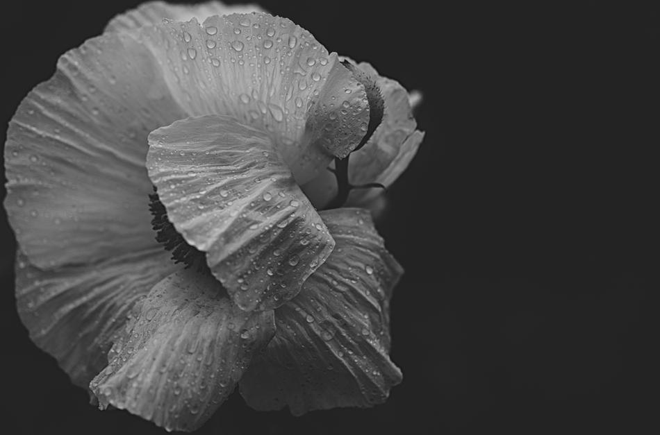 Flower Shy White Black And