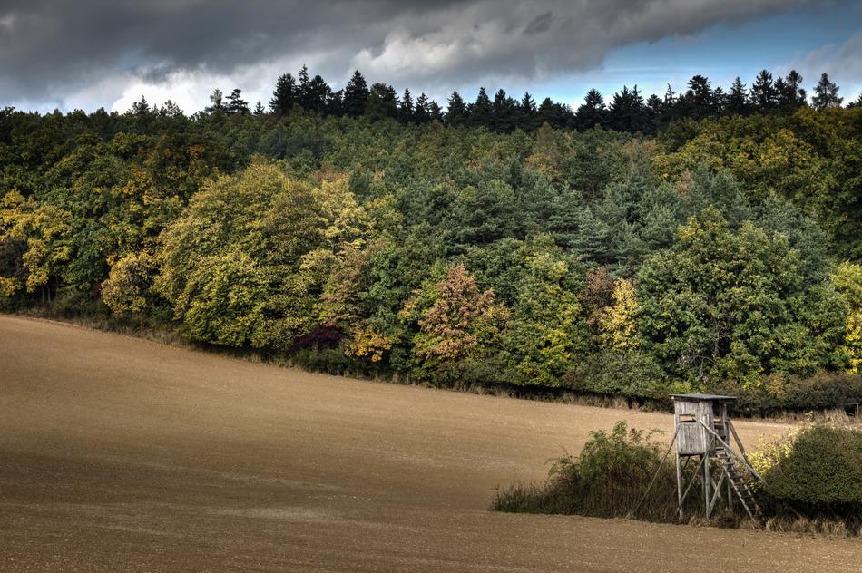 Field Lookout Forest