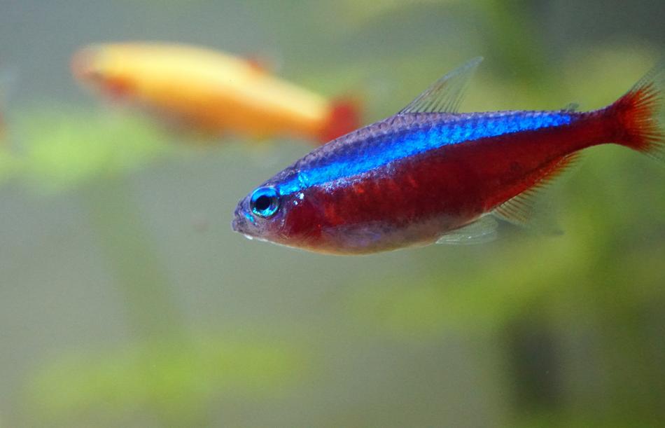 neon fish in the aquarium on a blurred background