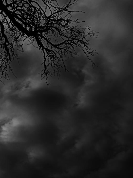 Grey clouds with trees landscape