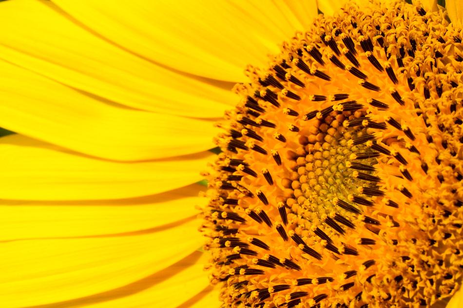 A yellow sunflower close-up