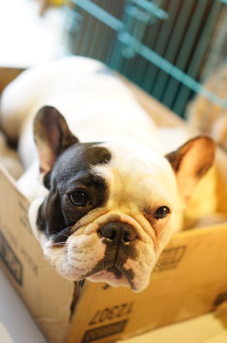 Bulldog Dog in Box