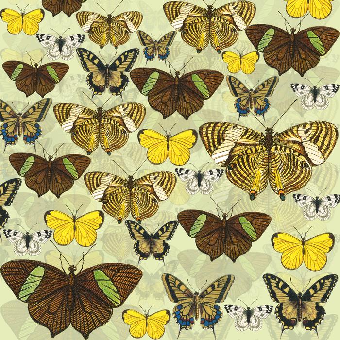 various butterflies, background, drawing