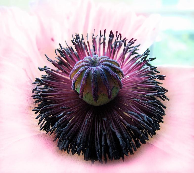Poppy Macro Close
