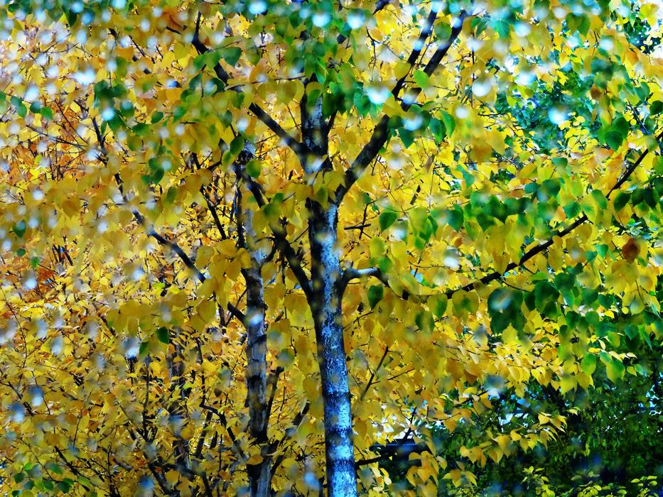 Tree Autumn Drop Of Water