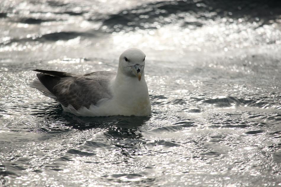 Bird MÃ¥sfÃ¥gel