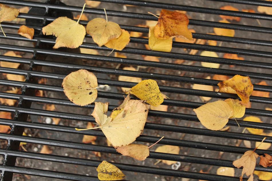 Leaves Autumn Yellow