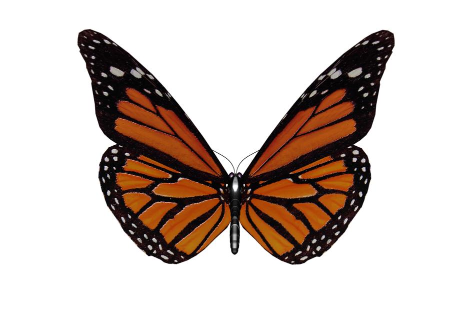 isolated garden butterfly