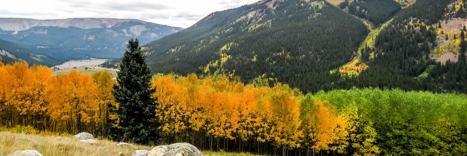 panorama of the autumn forest landscape