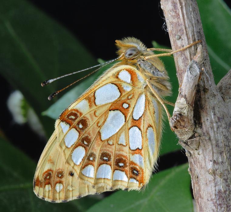 gorgeous Butterfly Close
